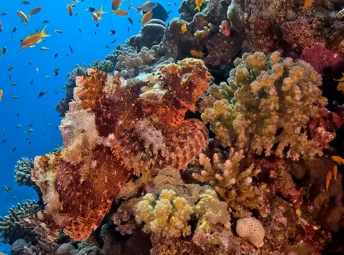 "Try Scuba Diving Hurghada with Diving Mentor - PADI Discovery Dive in the Red Sea for beginners."