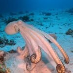 Red Sea octopus camouflaging in Hurghada coral reefs.