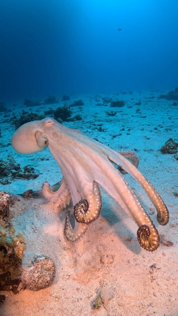 Red Sea octopus camouflaging in Hurghada coral reefs diving mentor 