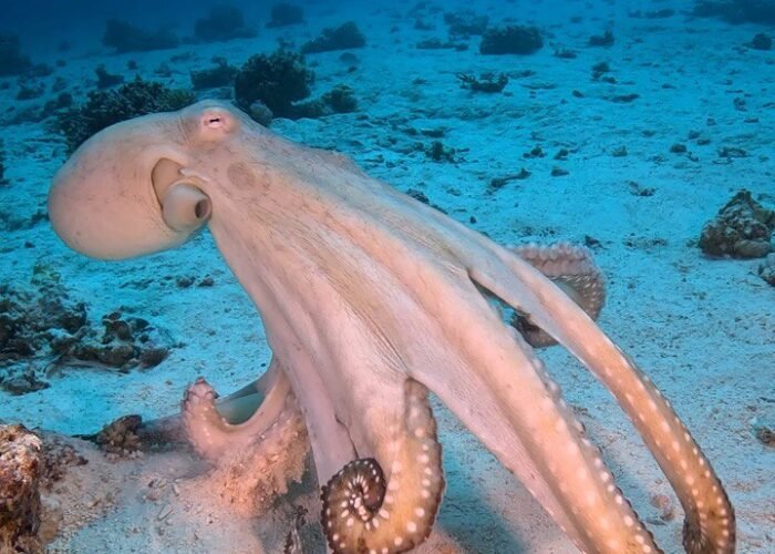 Red Sea octopus camouflaging in Hurghada coral reefs.