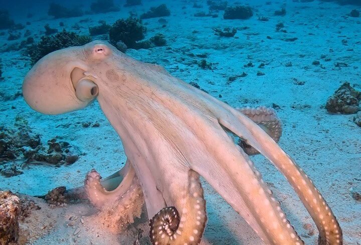 Red Sea octopus camouflaging in Hurghada coral reefs.
